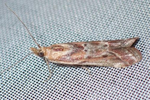 Ancylosis cinnamomella